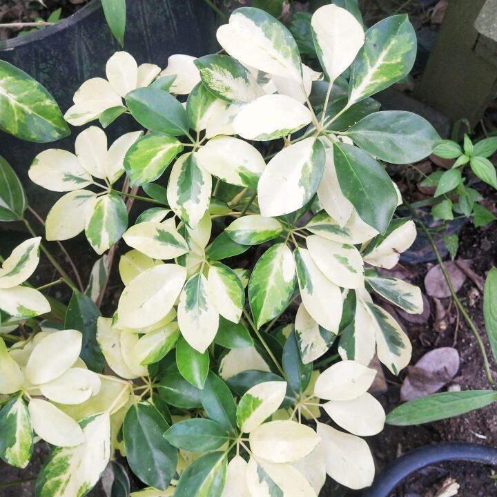 FIVE FINGERS / SCHEFFLERA ARBORICOLA Lazada PH