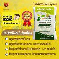 เมล็ดพันธุ์ปอเทือง คัดสรรสะอาด บรรจุ 25 กิโลกรัม ปลูกเพื่อความสวยงาม และเพิ่มแร่ธาตุให้ดิน