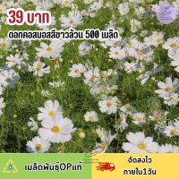 เมล็ดพันธุ์ ดอกคอสมอสขาวล้วน 500 เมล็ด ไม่มีสีอื่นคละ