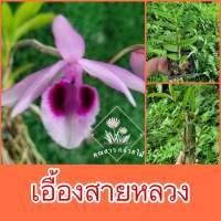 เอื้องสายหลวง ?ไซส์เด็ก?