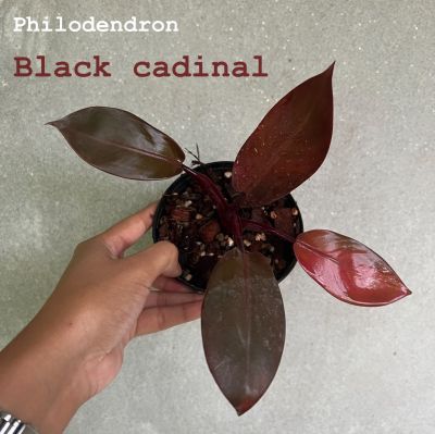 Philodendron black cardinal แบล็คคาดินัล กุมารดำเรียกทรัพย์