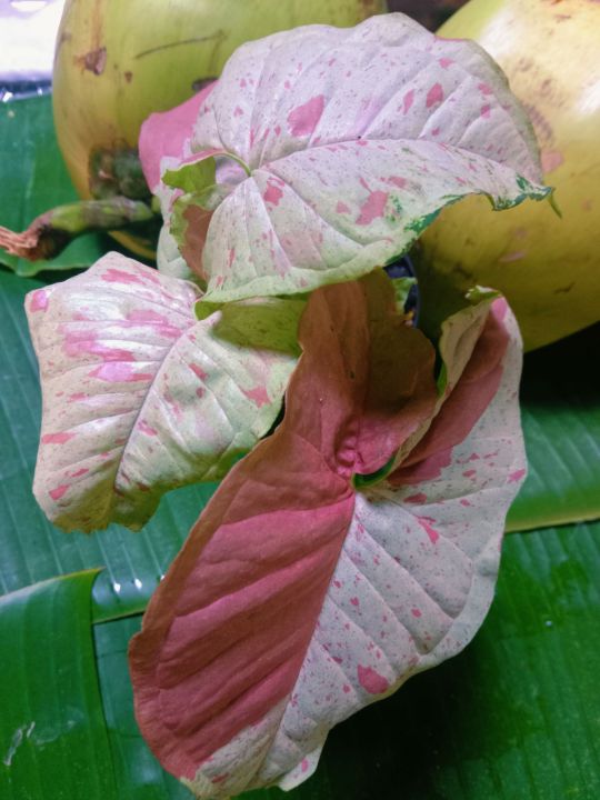 syngonium-milk-confeti-นมชมพู-ด่างฮาฟ-3สี