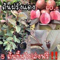 ต้นฝรั่งแดง