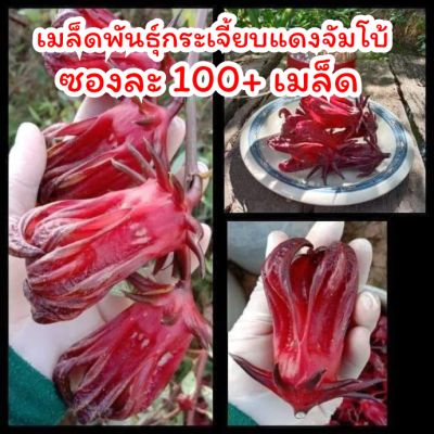 เมล็ดพันธุ์กระเจี้ยบแดง(จัมโบ้) ซองละ100เมล็ด