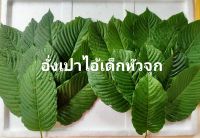 ใบกระท่อมสด ปทุมธานี ใบรวม (ใบดี+ใบเศษ) 1 กิโลกรัม