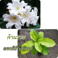 ดอกหิรัญญิการ์  ไม้ตอนกิ่งขนาดต้น 40​-50​ซม.