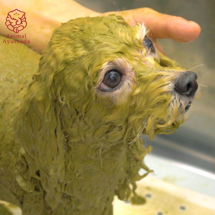 Doctor(Skin) Health Animal Ayurveda Herb Pack (150g) Lazada PH