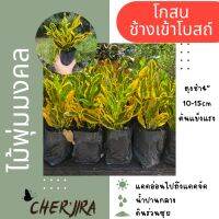 โกสนช้างเข้าโบสถ์ ไม้มงคล ถุง4” ขนาด 10-15 CM (สั่งซื้อขั้นต่ำ 5 ต้น คละได้)