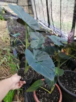 Alocasia Regal Shield ต้นอโลคาเซีย รีกัล ชิลด์