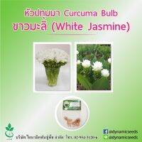 หัวปทุมมา พันธุ์ ขาวมะลิ 5 หัว (Curcuma bulbs : White Jasmine 5 pcs)