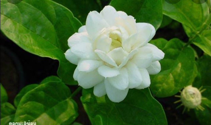 ดอกมะลิลา-ออกดอกบ่อย-แต่ในช่วงที่มีอากาศหนาวเย็นจะออกดอกน้อย-ดอกมีกลิ่นหอมแรง-และทยอยออกดอกสม่ำเสมอ-ต้นพันธุ์ราคาถูก-ปลูกและดูแลรักษาง่ายกว่าพันธุ์ไม้หอมอีกหลายชนิด