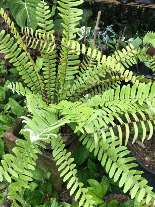 Peruvian fern, multi stem, full grow, matured | Lazada PH