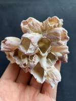 natural real Barnacle shell เพรียงกระดองแท้ตามธรรมชาติ