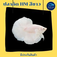 ปลากัดฮาฟมูน HM สีขาว  White platinum ชาย มีประกันสินค้า