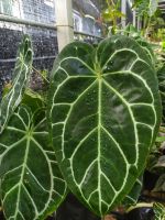 หน้าวัวใบ Anthurium Crystallinum กระถางขนาด 4"