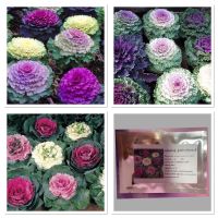 เมล็ดพันธุ์ ปูเล่ ประดับ คละสี (Osaka Series Mix Ornamental Cabbage Seed) บรรจุ 20 เมล็ด ของแท้ 100%