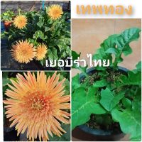 เยอบีร่าไทย เทพทอง Thai Gerbera