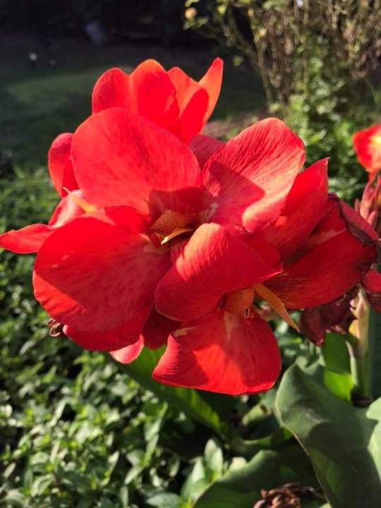 ดอกพุทธรักษาสีแดงสด-1-เหง้าตัดใบไม้ดอกไม้ประดับไม้มงคล