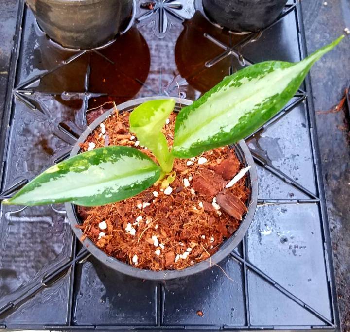 อโกลนีมาสุวรรณภูมิด่าง-อโกลนีมา-aglaonema-อโกลนีมาด่าง-aglaonema-sp-suwannaphum