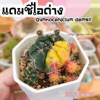 ??แดมซิไอด่าง gymnocalycium Damsi-i ? ไม้ด่างสีลูกกวาด แตกหน่อเอง ชำหน่อได้ค่ะ ดอกสีขาว ใครยังไม่มีต้องมีสักต้นที่บ้าน??