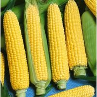 เมล็ดพันธุ์ ??? ข้าวโพดหวาน ฮันนี่ซีเลค ( Honney Select Sweet Corn F1 Seed ) คุณภาพดี บรรจุ 5 เมล็ด