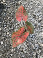 Caladium Red Buble บอนสีบับเบิ้ล ต้นกล้า? (3ใบขึ้นไป) กระถาง 3”