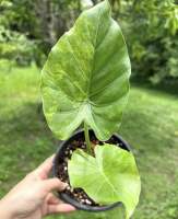 ต้นไม้มงคล บอน หูช้างด่างเหลือง Alocasia gageana aura variegated มีความสวยงามในต้ว และขนาดใบเมื่อโตเต็มที่ก็จะเหมาะสมกับชื่อของเค้าคือ บอนหูช้าง ใบใหญ่ กางสวย