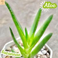 [อะโล ซูซานเน่] Aloe Suzannae ส่งพร้อมกระถาง แคคตัส Cactus Succulent Haworthia Euphorbia ไม้หายาก พืชอวบน้ำ ไม้หนาม ไม้ทะเลทราย กระบองเพชร