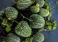 เมล็ดพันธุ์มะระหัวใจ บิ๊ก ทอป (Big Top Bitter Melon Seed) บรรจุ 10.เมล็ด ของแท้ คุณภาพดี ราคาถูก นำเข้าจากต่างประเทศ