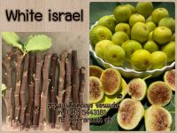 มะเดื่อฝรั่ง กิ่งสดมะเดื่อฝรั่งไวท์อิสราเอลชุด 4 กิ่ง180/white israel figs cuttings,set 4 pieces180฿