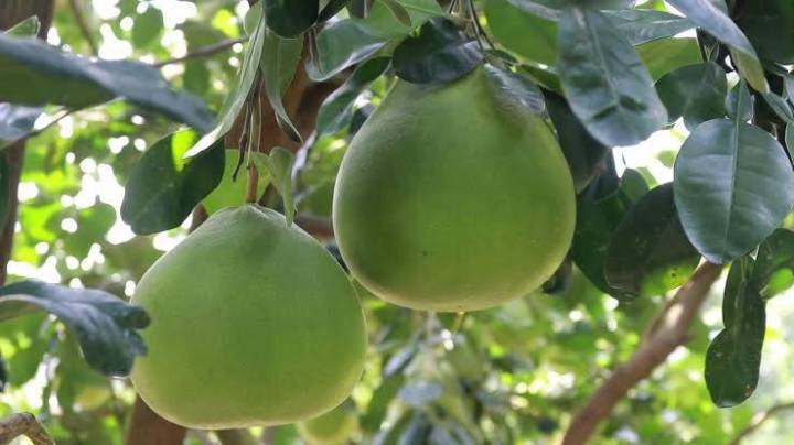 ต้นส้มโอทับทิมสยาม-แบบเพาะเมล็ด-ขนาดต้นสูง-40-60-ซม-เนื้อแน่นเป็นสีแดง-หวานฉ่ำ-กรอบอร่อย