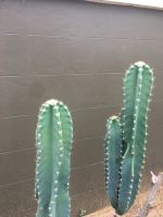 25-35 ซม. หน่อตัดสด คอนโดนางฟ้ายักษ์ # แคคตัสปราสาทนางฟ้่# ซิริอูส# Cereus Cactus #กระบองเพชร#พืชทนแล้ง#ไม้ประดับ#ตกแต่งบ้าน#ตกแต่งคอนโด