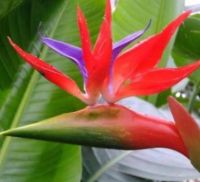 Bird of paradise ปักษาสวรรค์ ขายแบบเหง้า 6 เหง้า 59 บาท