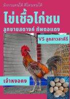 ไข่ไก่ชน ลูกชายสตางค์ ทัพตอแดง "เจ้าหงอคง" ชนะ 7 ไฟท์ ผสมกับลูกสาวสาคีรี ตีโดนทนได้ แข้งหน้า ขาโหดสายสาคีรีมีเหลี่ยมลีลาจากสายเจ้าสตางค์ : 1 ใบ