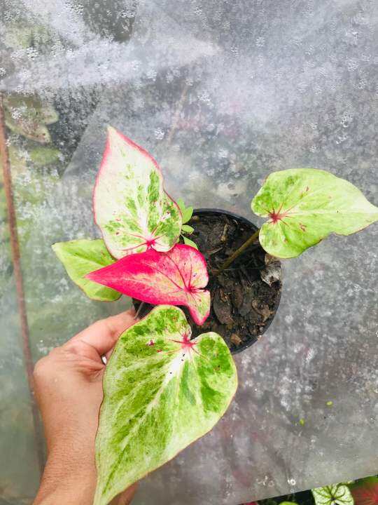 บอนสีเทพเศรษฐี