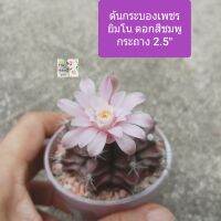 ต้นกระบองเพชรยิมโน ออกดอกสีชมพู
กระถาง 2.5"
gymno cactus น่ารัก สีเขียวเข้ม ฟอกอากาศ ดูดสารพิษ
ตั้งโต๊ะทำงานสวยงาม
ตกแต่งบ้านหรือสวนก็ดีงาม
รดน้ำอาทิตย์ละครั้ง ไม่ขอบน้ำขัง
ชอบดินร่วนปนทราย
ชอบแสงแดด
ภาพถ่ายจากของจริง