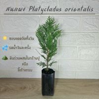 สนแผง (Platycladus orientalis) ? เพาะเมล็ดจากเมืองนอก ทรงสวย