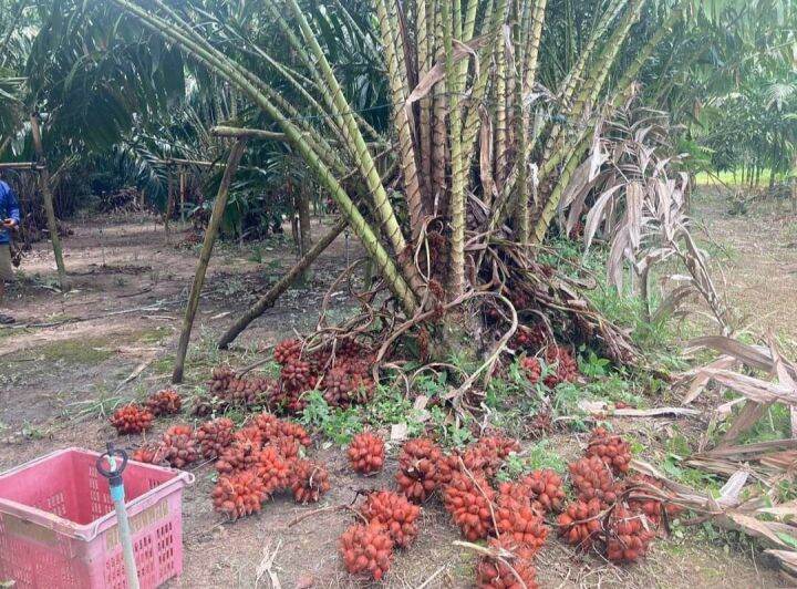 สละสุมาลี-เก็บสดจากสวนนครศรีธรรมราช-มีความหอมหอมรสชาติดี-หวานอมเปรี้ยว-ขนาด-1-กิโลกรัม