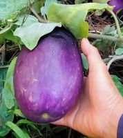 เมล็ดมะเขือยักษ์สีม่วง(giant purple eggplant seeds) เป็นมะเขือพันธุ์แท้ สามารถเก็บเมล็ดทำพันธุ์ต่อได้  ปลูกง่ายทำได้หลายเมนู คู่ควรแก่การอนุรักษ์ไว้