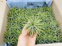 Tillandsia size S 100 pcs