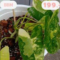 Philodendron burle-marxii ต้นฟิโลเดนดรอนเบอร์เบิ้ลมาคด่าง ไม้มงคลเรียกทรัพย์เสริมโชคลาภ ไม้ด่างลายสวยๆราคาถูก ฟรอมกอแน่นๆในกระถาง10 นิ้ว