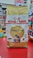 Rc-MaineCoon แมวโต พันธุ์ เมนคูน 2 กก.