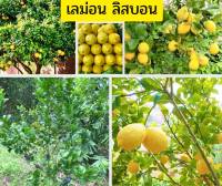 ต้นพันธุ์เลม่อนลิสบอน Lisbon Lemon เลม่อน มะนาวเลม่อน ปลูกได้ผลดีในเมืองไทย ของเเท้ 100% ต้นพันธุ์สูง 70-80 เซน
