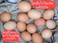 ไข่ไก่เชื้อ5ฟองพันธุ์ไฮบริด ไก่ไข่ดกใบโตเลี้ยงง่ายโตไว ไข่เนื้อแดงโปรตีนสูงนำไปฟักไม่เกิน21วันออกเป็นตัว