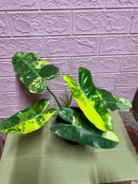 ฟิโลเดดดรอน-เบอร์เบิ้ลมาร์ค-ด่าง-philodendron-burle-marxvariegeted-กระถาง6นิ้ว