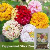 เมล็ดพันธุ์   ดอกบานชื่นเปปเปอร์มินท์สติ๊กคละสี 50 เมล็ด Peppermint Stick Zinnia Mixed