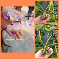 กล้วยไม้หนวดพราหมณ์?หายาก?holcoglossum amesianum