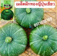 เมล็ดฟักทองญี่ปุ่นผิวเขียว 25 เมล็ด  Japanese Pumpkin  เมล็ดนำเข้า สายพันธุ์ OP