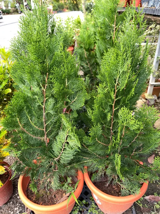 Thuja 1m height medium pot real live plant free extra organic fertiliser 0.5kg free doorstep