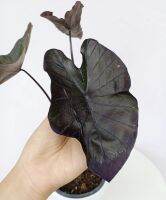 ต้นไม้น้ำ เลี้ยงได้ทั้งในน้ำและดินธรรมดา ? colocasia black coral.โคโลคาเซีย แบล็คโครอล ไซค์ตั้งแม่ได้เรยครับ ต้นใหญ่สวยสมบรูณ์ รากเดินดี มีตาหน่อติดกับต้น ปลูกได้กลางแจ้งแดดโดนแดดได้ทั้งวัน